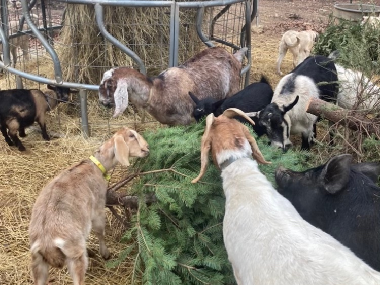 Sheep, goats and a pig chow down on a Christmas tree at Hidden Haven, a family farm in the Vienna area.