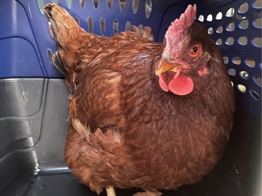 The chicken is currently being held at the Arlington County Animal shelter, waiting for its owner to retrieve it. 
