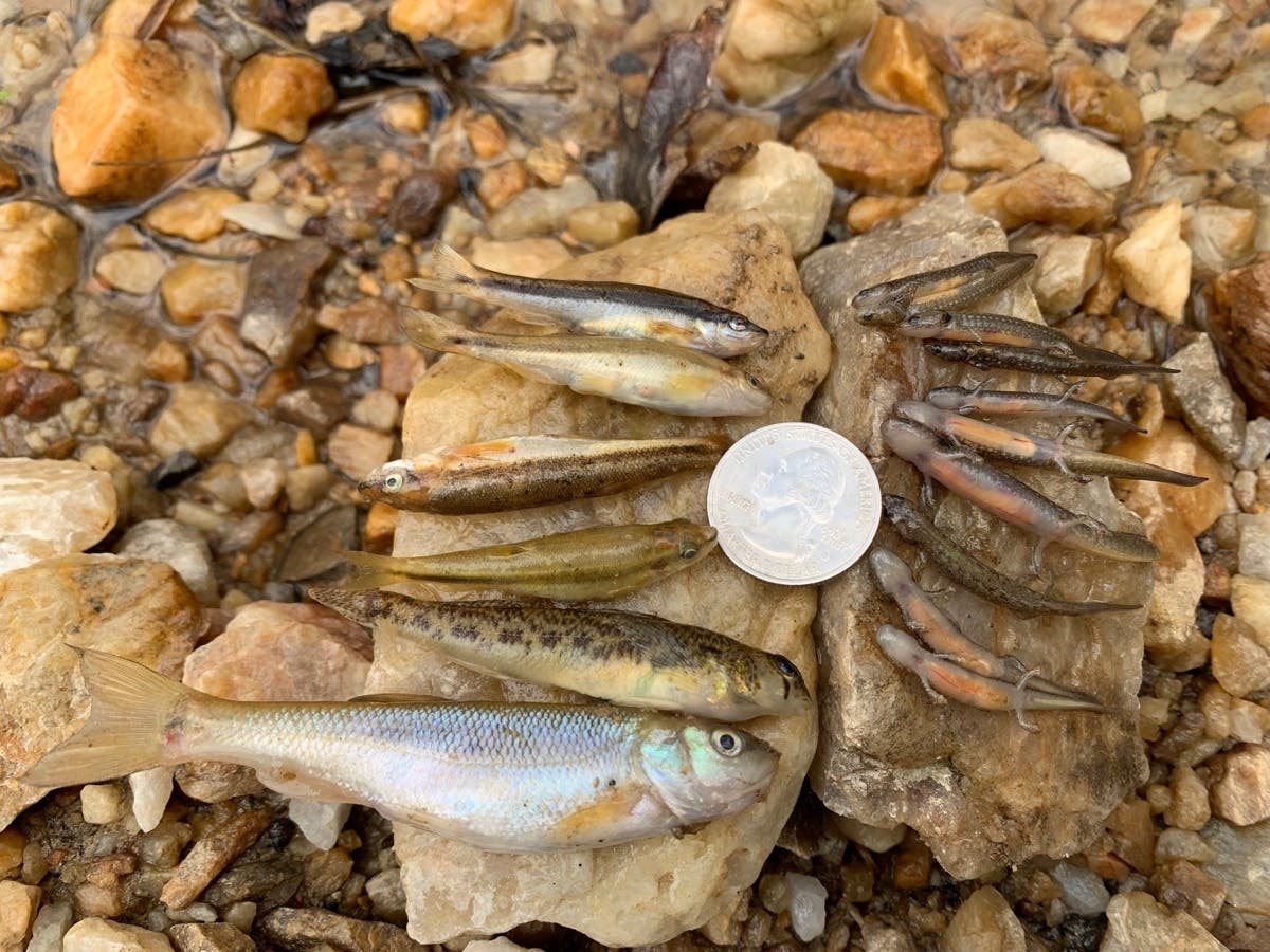 John Gallagher of Fairfax found more than 80 dead fish last week in the creek that runs behind Olde Creek Elementary. Shown here are a black nose dace, tessellated darter, creek chub, and a two-lined salamander, which were among the fish he found.