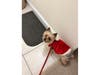 Michele Fowler of Herndon shared this picture of her dog Brody.