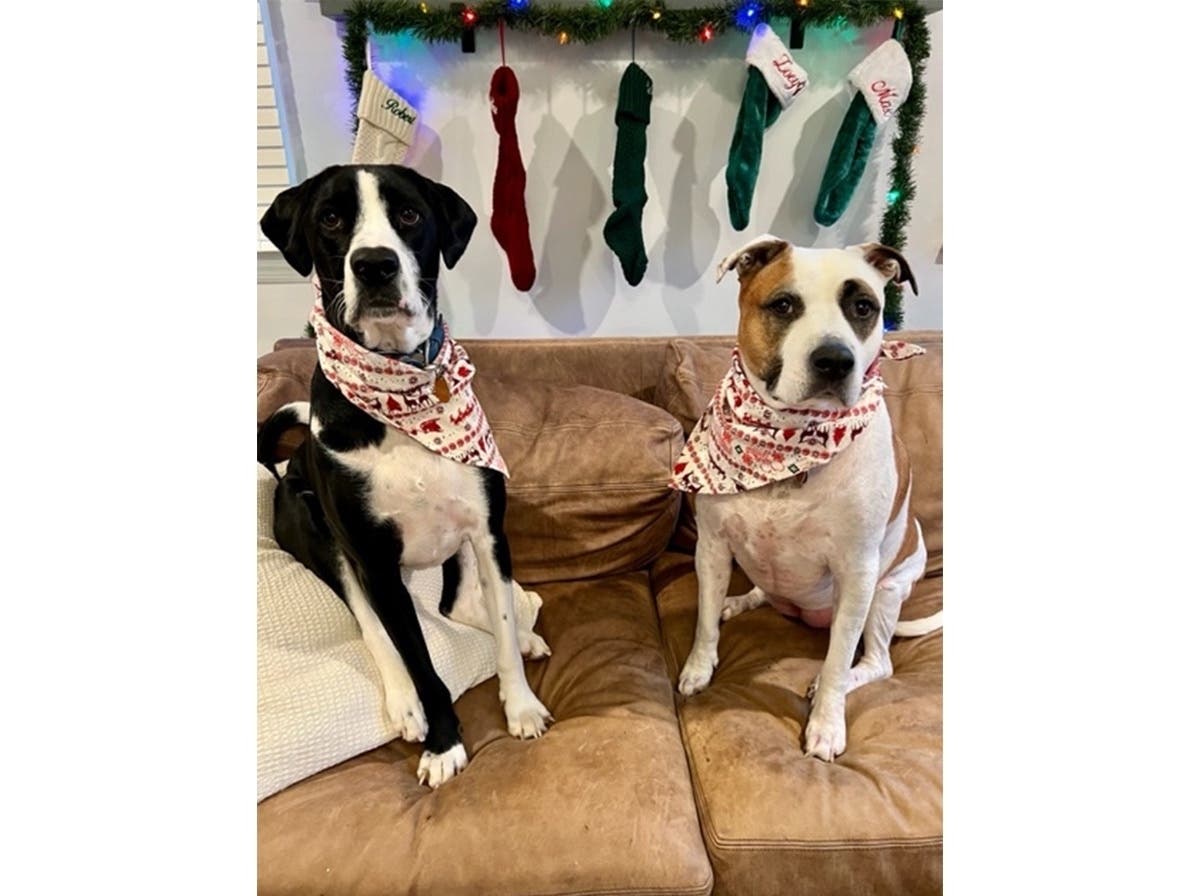 Max (left) and Zoey (right) live in Silver Spring. Max is the pandemic puppy of the household and Zoey is the big sister that keeps him in check. Their favorite things to do are go on walks, rough house together, people watch out the window, and sleep.