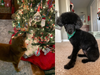 A reader from Herndon submitted photos of Lilly (left) and Zeus (right).
