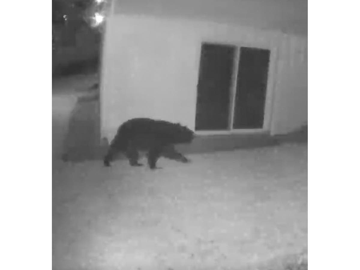 Rockville City Police issued an alert after a black bear was spotted in some West Rockville neighborhoods on Wednesday.