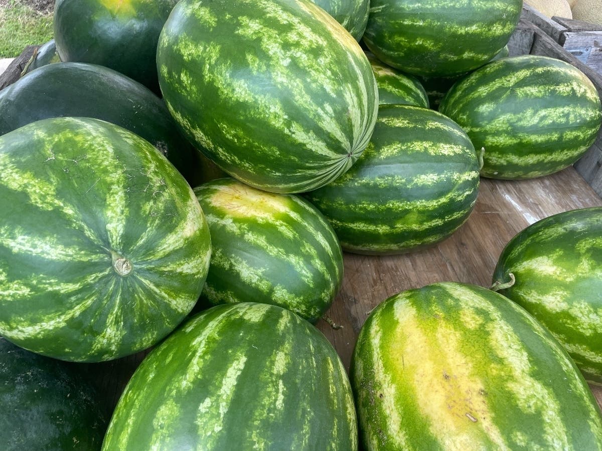 Watermelons were on sale last Wednesday, which was the first day the Potomac Farm Market started selling fresh produce in the parking lot of the Providence Community Center in Fairfax.
