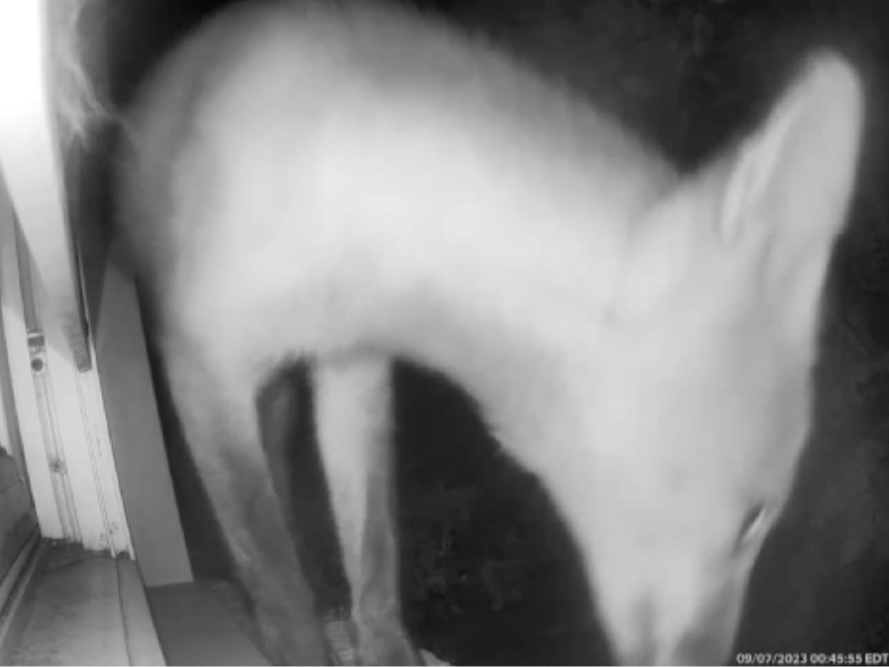 A young fox outfoxed Popeye the feral cat on Thursday morning by eating all of the cat's treats and knocking his water bowl off of the window sill of a Fairfax County home.