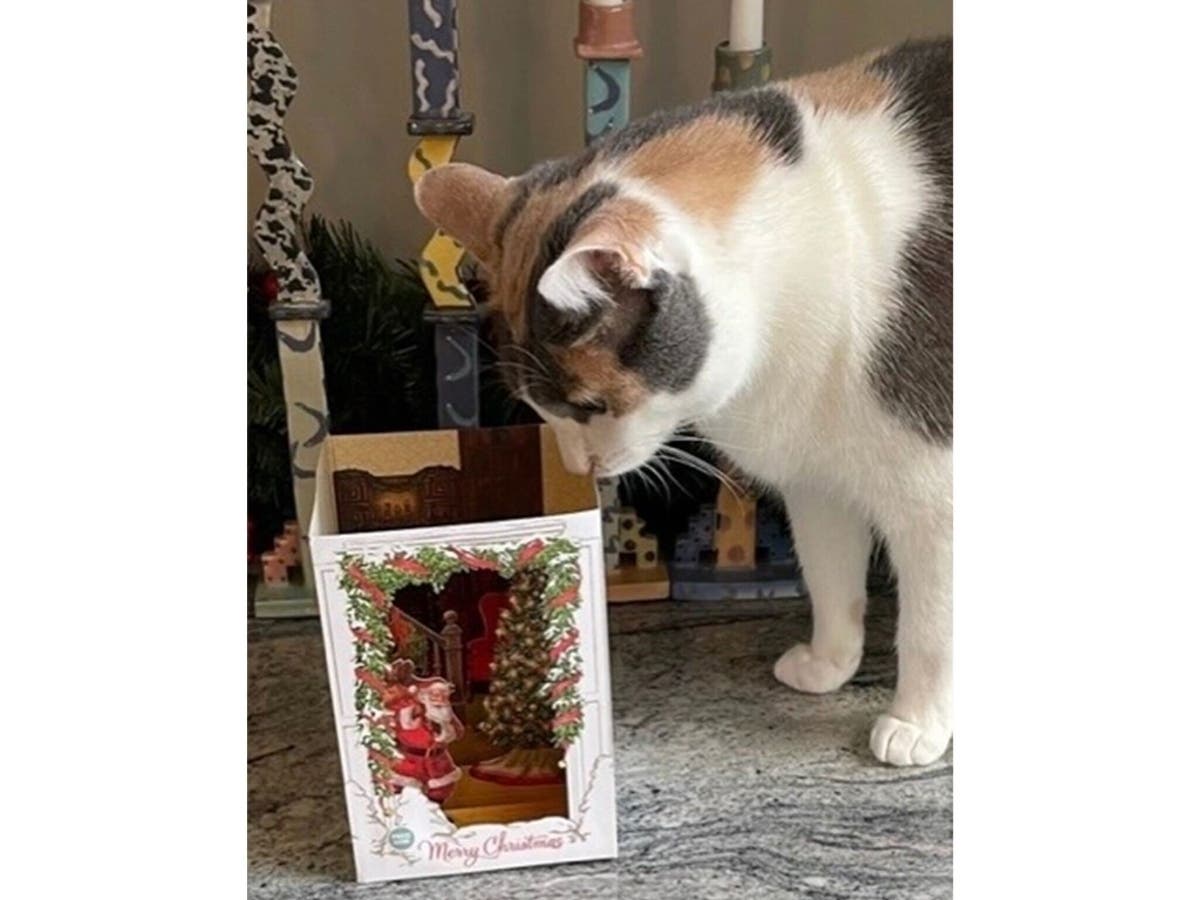 Our cat Pretty on Christmas Eve  Not a creature was stirring — Francis Canavan, Reston