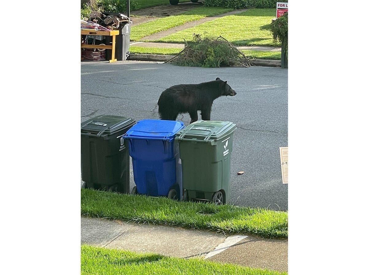 A young black bear, likely a male, was spotted Monday morning rambling through the Yorktown area, according to the Animal Welfare League of Arlington.