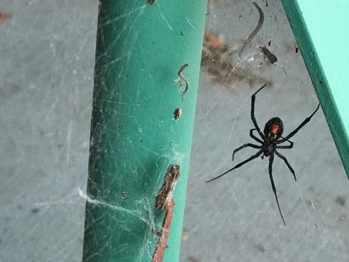 Health inspectors reported finding 18 violations at one Fredericksburg restaurant, including dirty utensils and cobwebs on equipment.