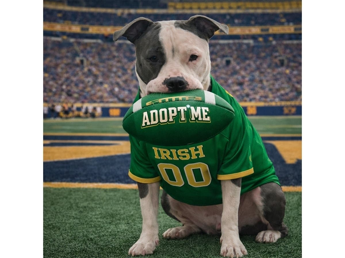 Perfectly Paired Pitties, a volunteer-run nonprofit, will hold a trivia night at The Board Room Game Bar & Brewery.