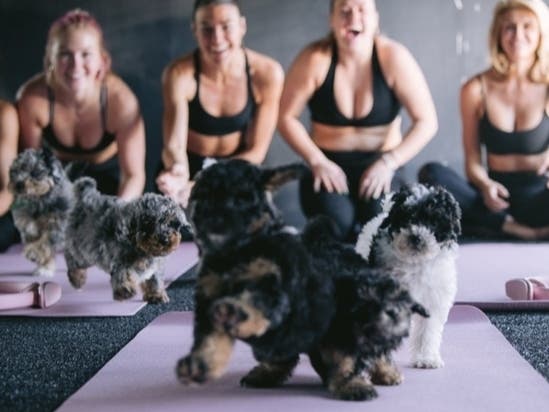 Arlington will be one of four DMV locations where Puppies and Pilates is pairing puppies with exercise classes.