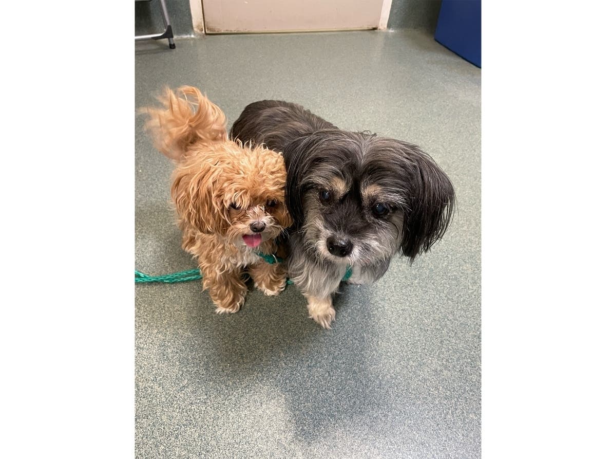 Two dogs found together by Fairfax City police on Sunday can be reclaimed at the Michael R. Frey campus of Fairfax County Animal Services.