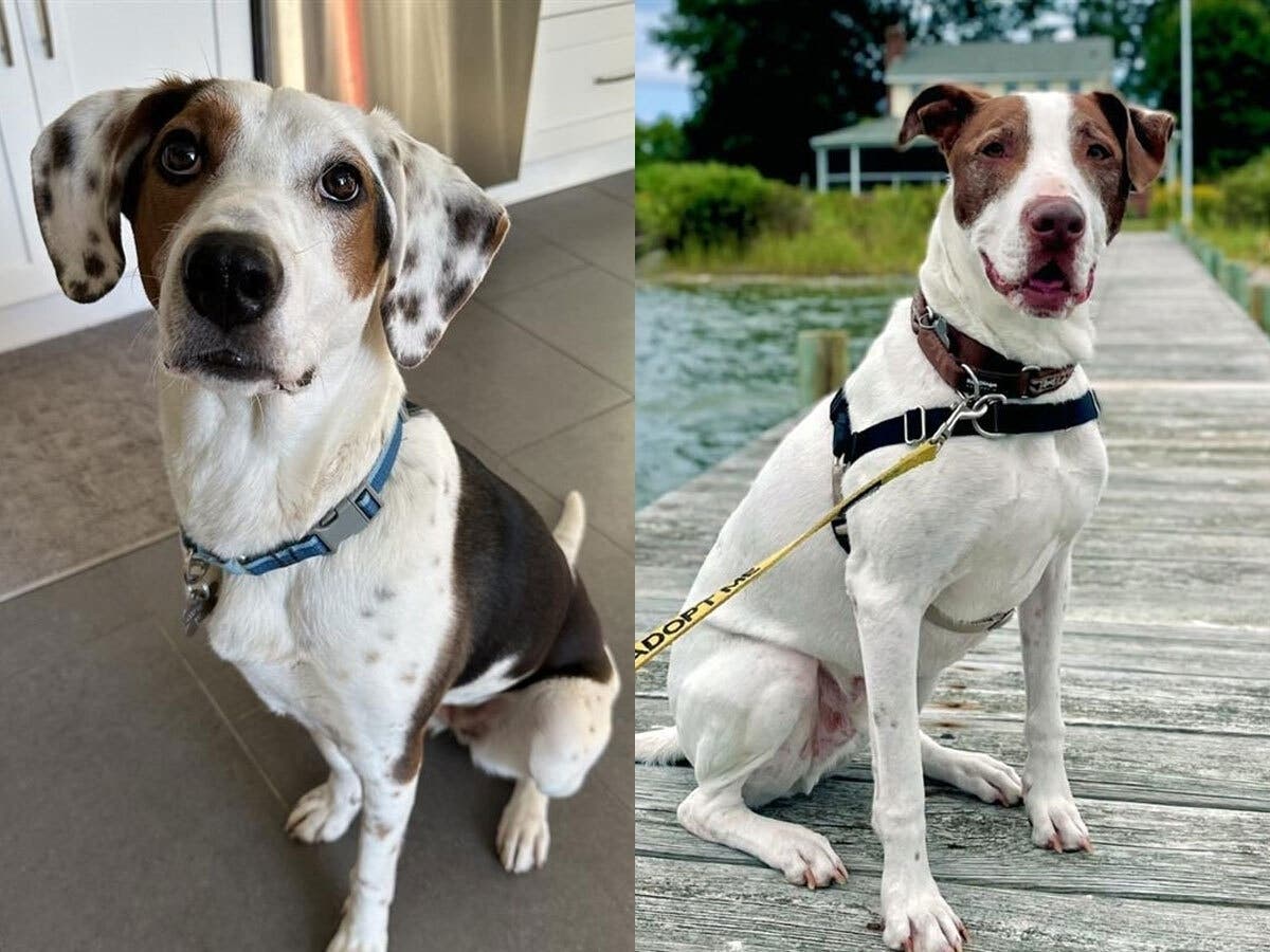 From left, Luna and Roller, ages 3 and 7, respectively, will be among the dogs available to adopt Sunday, from 12 to 2 p.m., at the Giant Foods at 1454 Chain Bridge Road in McLean.