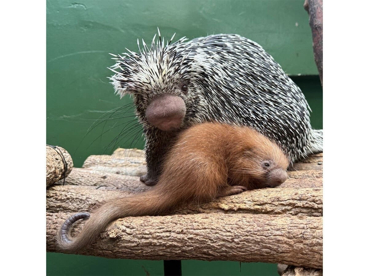 The porcupette is the fourth offspring for Beatrix and her mate, Quillbur. Their previous offspring are Quillow, born in 2023; Fofo, born in 2022; and Quilliam, born in 2019, according to the zoo.
