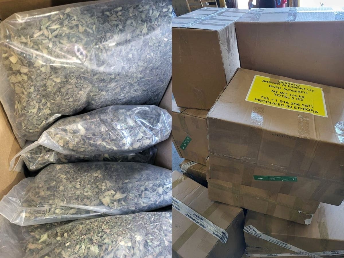 CBP agriculture specialists first discovered the khat while inspecting a shipment listed as containing a variety of spices. The shipment included 102 boxes, 10 of which contained leafy plant material, according to CBP.