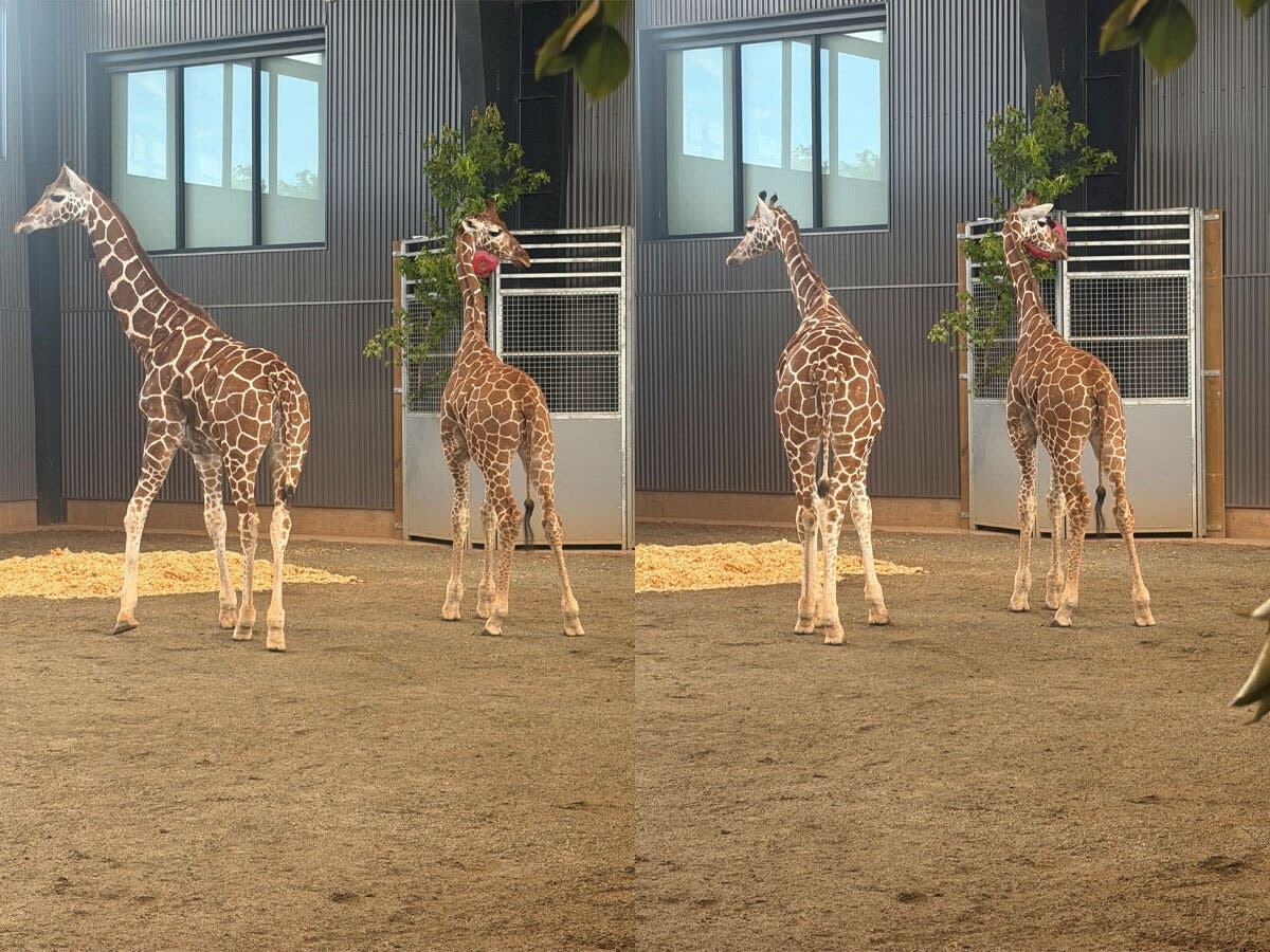 The calves disappeared in 2025 and are now receiving care at a professional giraffe facility, according to authorities.