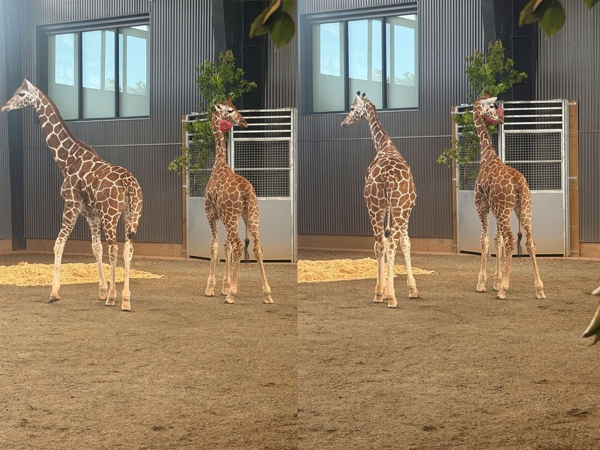 The two calves disappeared in 2025 and are now receiving care at a professional giraffe facility, according to authorities.