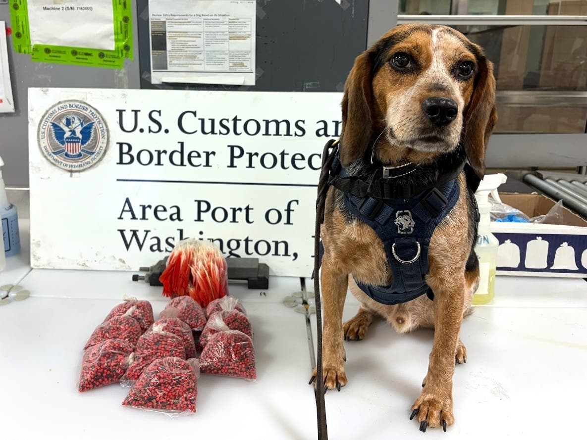 Freddie, the CBP detector dog kicked at Dulles Airport last year, has recovered and reached another milestone protecting U.S. agriculture.