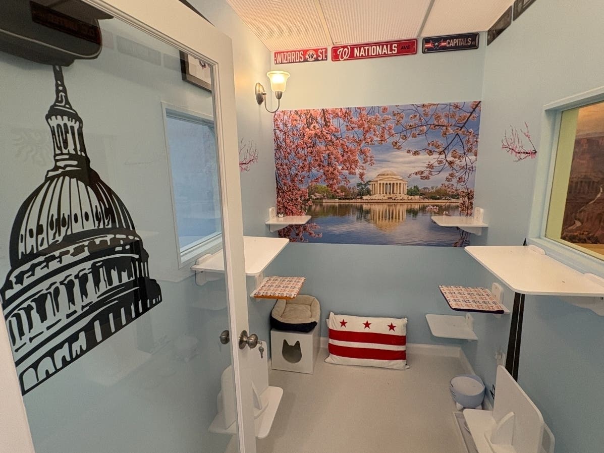 The Fairfax Cith business has 31 individually themed rooms for cats, including one with a Washington, D.C. vibe.