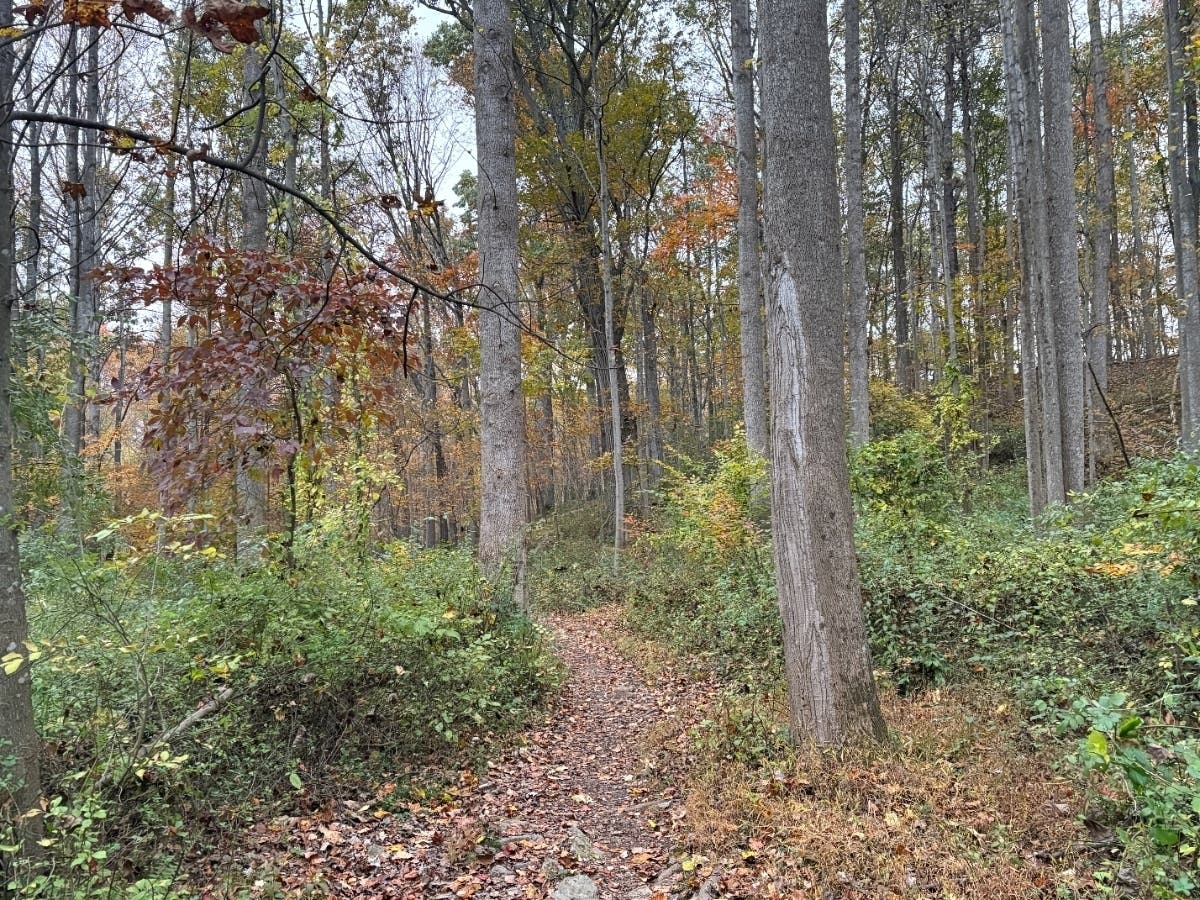Fairfax County Tree Commission Faces Dissolution Under Environmental Board Overhaul