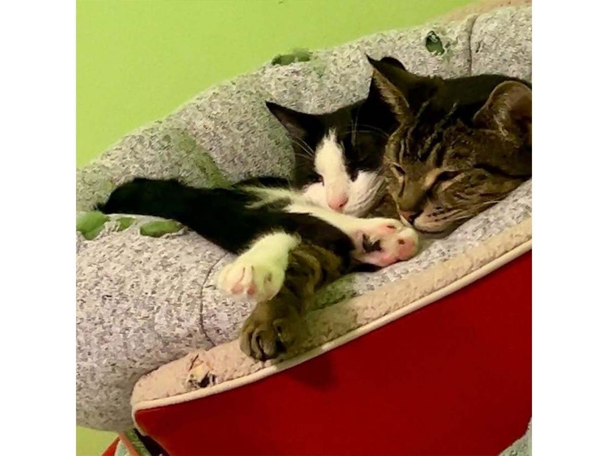 Oliver and Princess Peach need to stay together while their owner is deployed to the Middle East for six months.