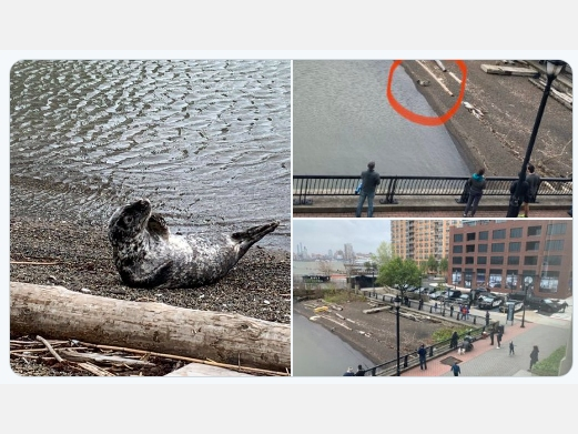 The seal visited Hoboken both Thursday and Friday. Experts said she's probably a pup taking a rest.