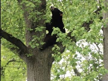 A black bear was sighted in a residential neighborhood of Millburn last month. A black bear was also recently spotted near a McDonald's in Manahawkin. Now there's one in Westfield.