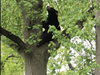 This black bear was sighted in a residential neighborhood of Millburn last month. A black bear was also recently spotted near a McDonald's in Manahawkin. Now there's one in Cranford.