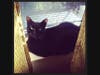 Salem, a black cat, is missing from Hoboken, NJ. His family is desperate to find him.