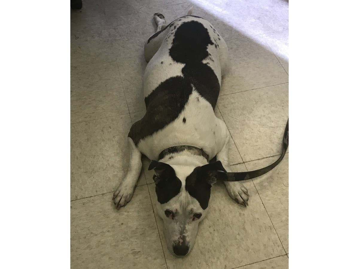 NJ Transit police charged two people with robbery. The agency says two people grabbed her at a light rail station in Jersey City and tried to escape on the train.