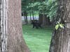 A bear in Westfield near Cranford Avenue and Morris Street in June.