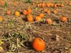 A pumpkin patch at Alstede Farms in Chester, N.J. Westfield has issued guidance on how to celebrate Halloween in town, and there are various ways to celebrate all month.