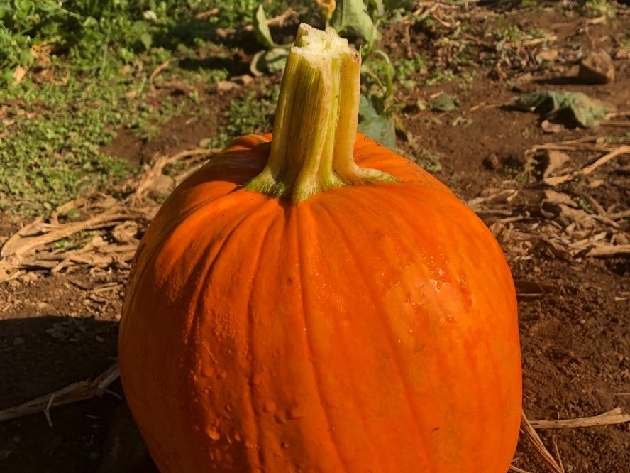 https://patch.com/img/cdn20/users/23738927/20201006/094846/styles/patch_image/public/pumpkin___06214742659.jpg