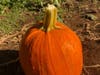 From the pumpkin patch at Alstede Farms in Chester, N.J. See the links for activities in and around Westfield throughout October.