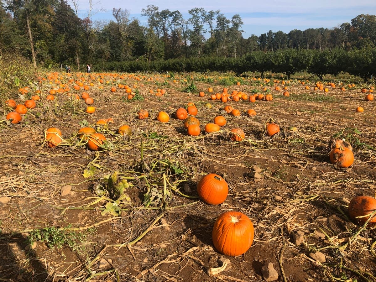 A pumpkin patch in North Jersey.