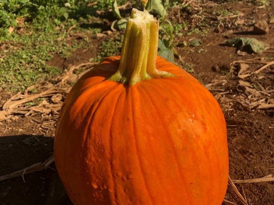 Break out the pumpkins and leave the lights on in Westfield.