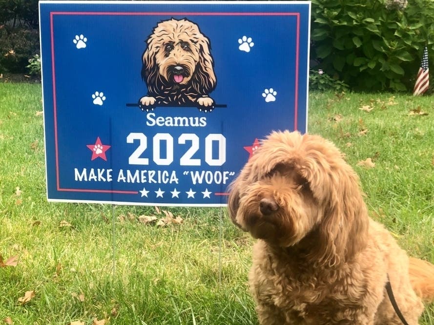 A pooch photo for those who need a moment of de-stressing.