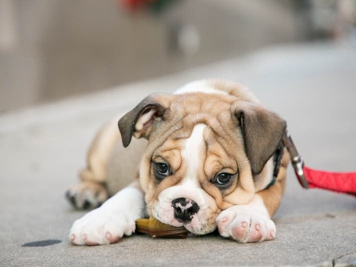 Puppies are in high demand, so don't get scammed as one Westfield resident did.