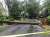 A resident took this photo in August of a tree on Pine Terrace West in Short Hills after a storm.