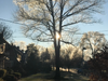 Westfield, NJ, December of 2019