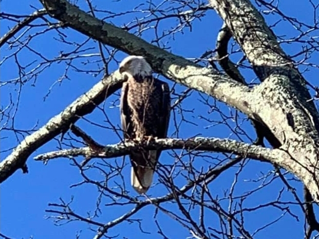 Justin Drazin saw this eagle in Westfield's Mindowaskin Park last week.