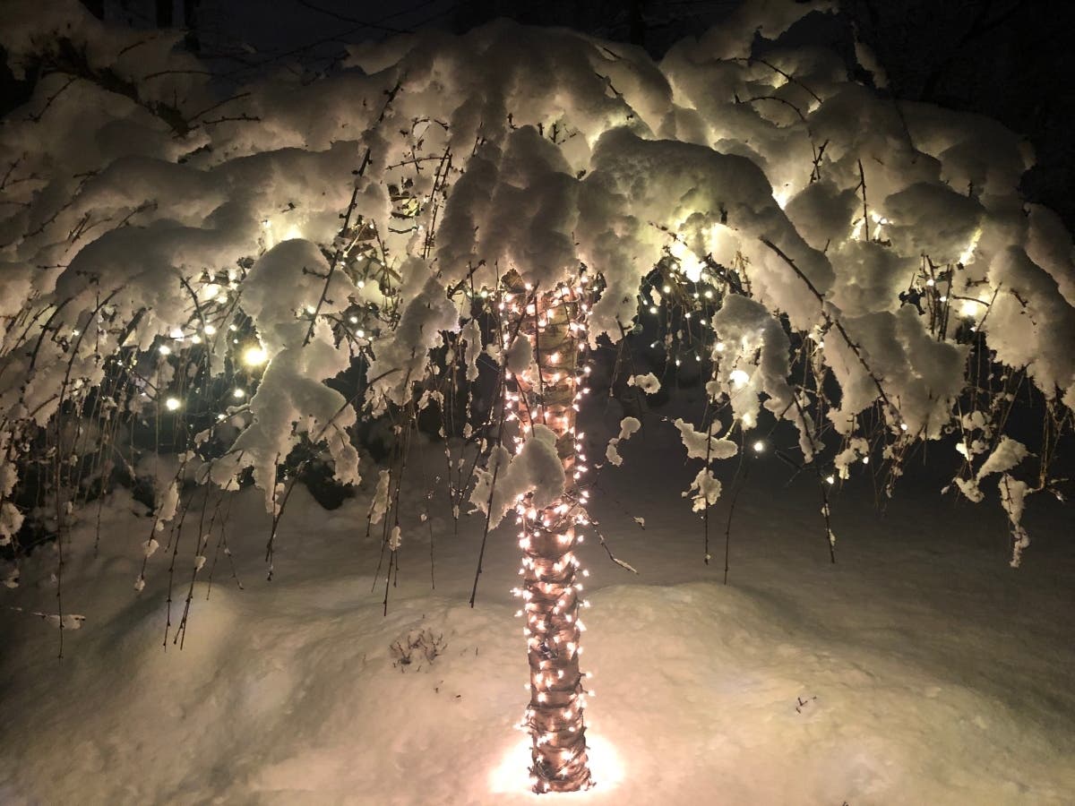 Erin Macher sent this photo from Prospect Street in Westfield: "The lights remind me of a palm tree (and warmer places we all wish we could travel to) but with the snow and reflections, it adds some extra light we could all use right now."