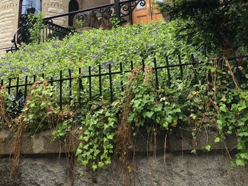 After recently passing a controversial leaf blower ban for the coming summer, the city of Summit has started a registry for landscapers to get updated information.