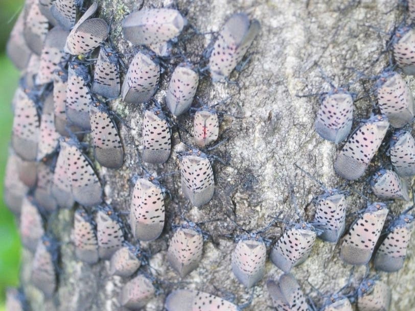 Spotted lanternflies on a tree in New Jersey. The state has said that people in 13 counties must check cars, outdoor equipment, and kids' toys outside before moving them.