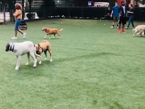 Which nearby towns are having Halloween parades, and which are having parades just for pets? Find out!