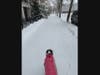 Heeeere's Rooney! Out for her morning stroll on Adams Street. ("Not a sled dog," according to her human.)