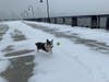 Dora the Corgi on the pier 