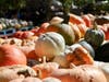 Spend the day at the farm or pumpkin patch! But where? Here are some options.