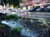 A rain garden on Washington Street, retaining. Saturday, 7:30 a.m.