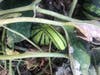 A few gourds have grown in the 12th Street pumpkin patch in Hoboken.