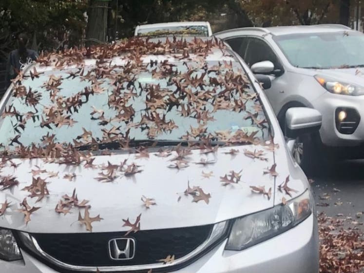 Soon, leaves might not be the only uninvited guest on your windshield.